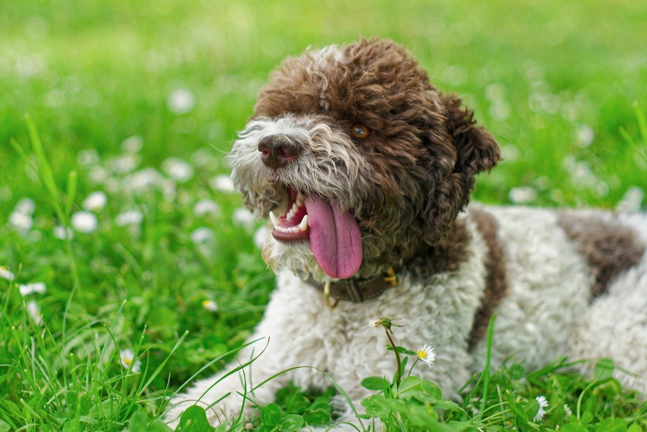 Understanding the Unique Nature of the Lagotto Romagnolo